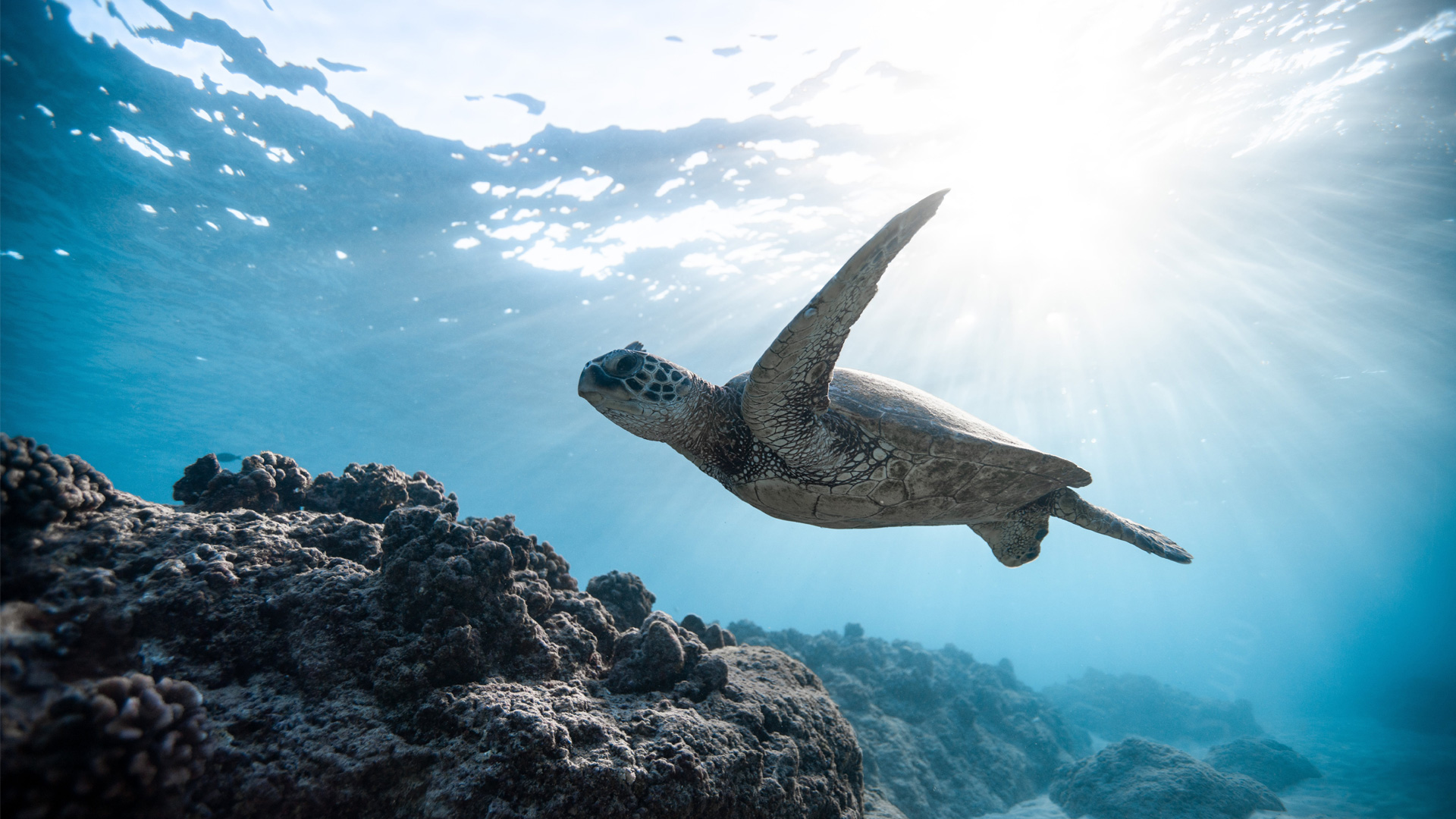 World Wide Airport Transfers